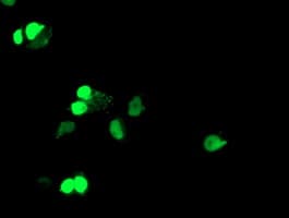 ELK3 / NET Antibody (clone OTI4A4)
