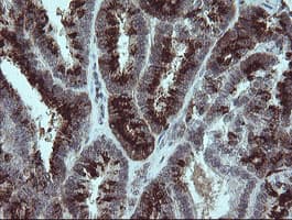 SLA2 / SLAP2 Antibody (clone OTI1F7)