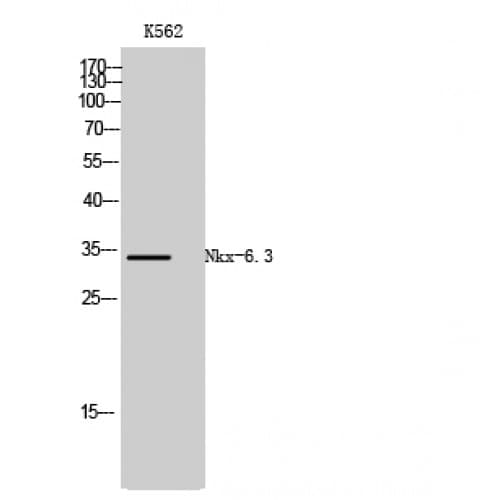 NKX6-3 Antibody (130-210 aa, Internal)