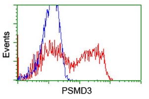 p58 / PSMD3 Antibody (clone OTI2C2)
