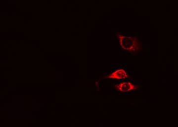 MTERF1 Antibody