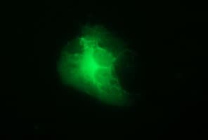 IHC-plus™ TH / Tyrosine Hydroxylase Antibody (clone 1D8)
