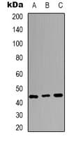 JUN / c-Jun Antibody (Internal)