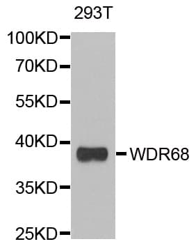 Polyclonal Rabbit anti-Human DCAF7 / WDR68 Antibody (IHC, IF, WB)