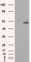 PPP5C Antibody (clone OTI5A8)