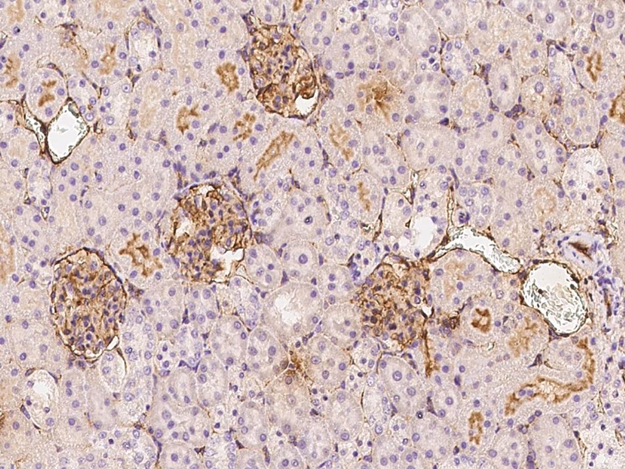 ICAM-1 / CD54 Antibody (clone 15, Preservative Free)