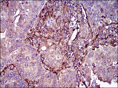 IHC-plus™ Monoclonal Mouse anti-Human THY1 / CD90 Antibody (clone 7E1B11, aa17-132, IHC, IF, WB)