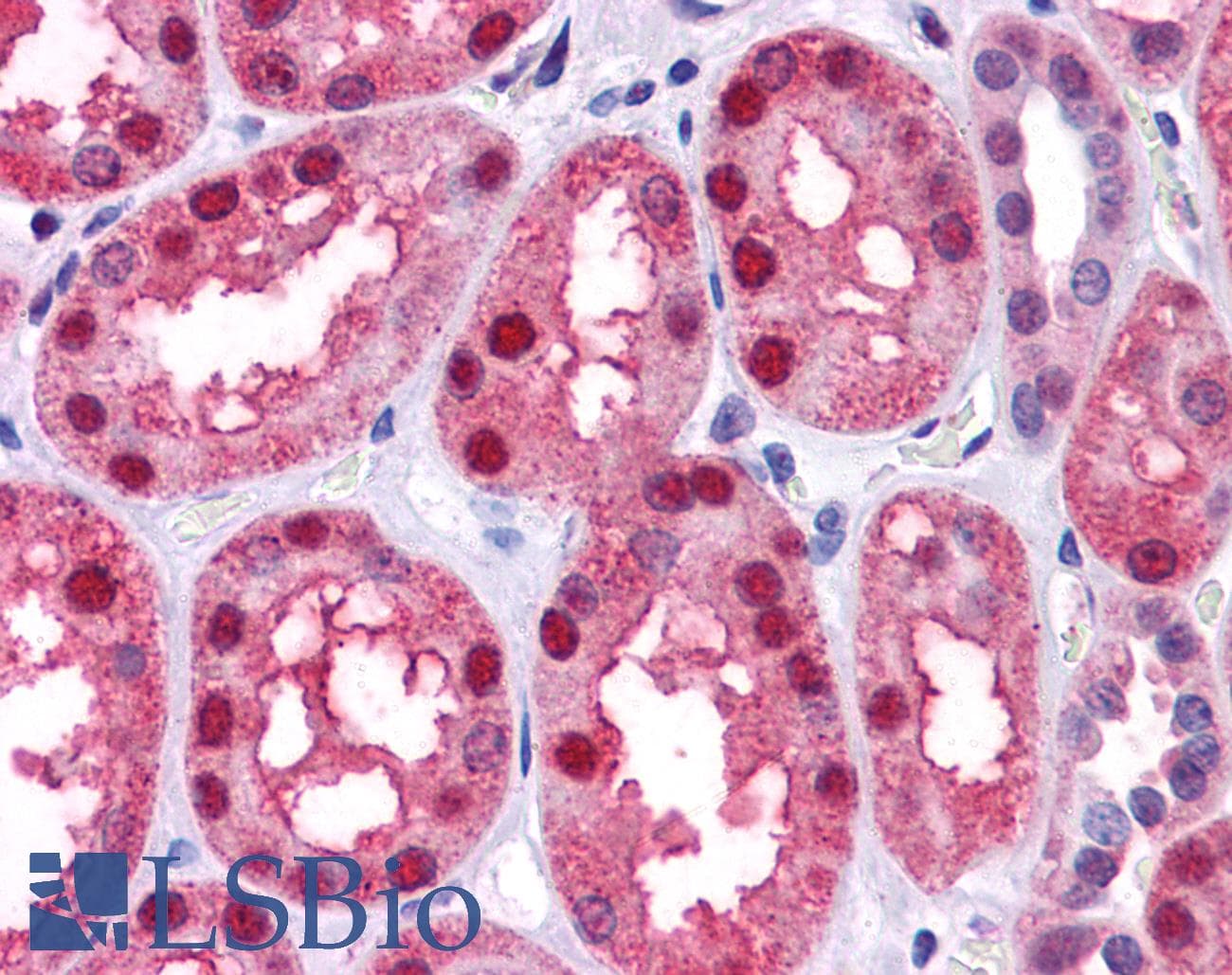 PathPlus™ BMP7 Antibody (aa165-214)