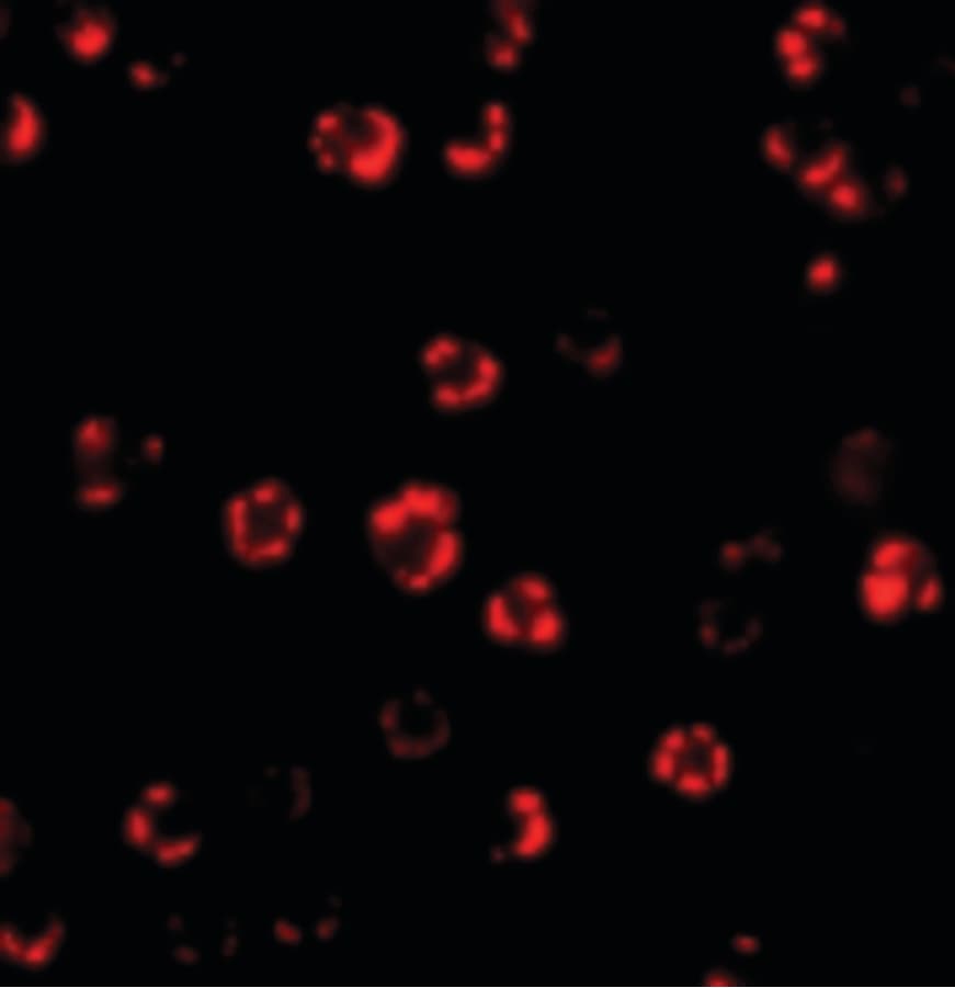 IHC-plus™ Polyclonal Rabbit anti-Human ATG16L1 / ATG16L Antibody (IHC, IF, WB)