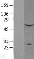 PLA2G4C Protein (Over-Expression Lysate Myc-DDK (Flag))