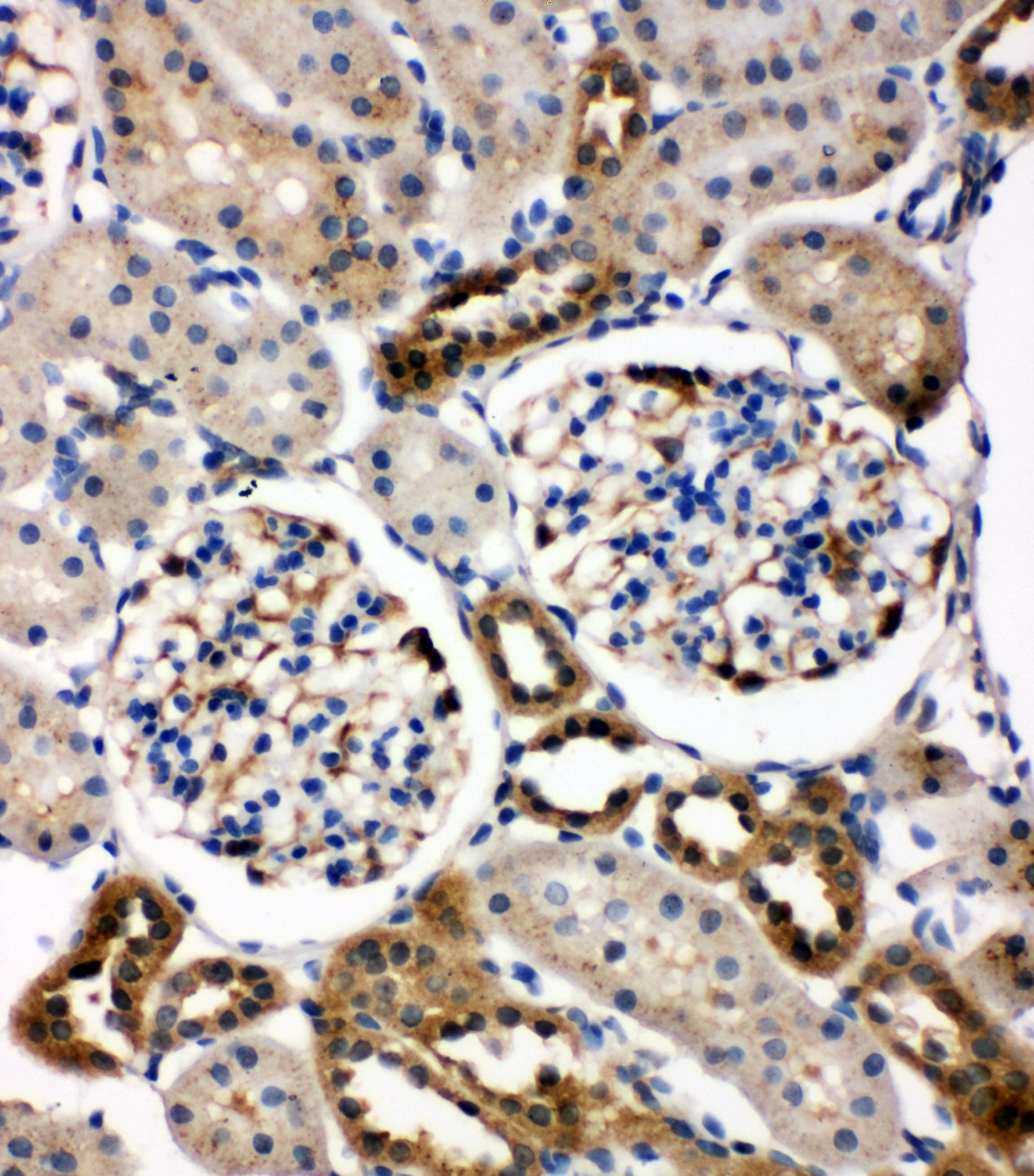 CCN4 / WISP1 Antibody (aa354-367)