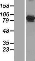 GFM1 Protein (Over-Expression Lysate Myc-DDK (Flag))
