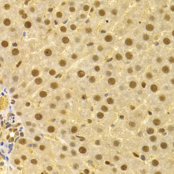 CDC25A Antibody