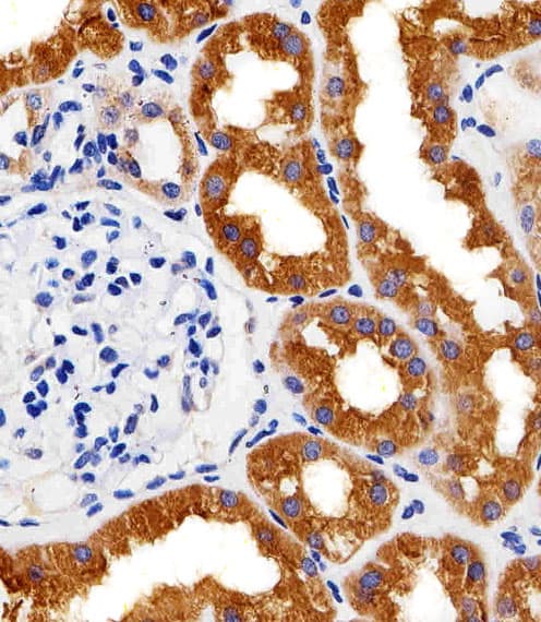 PH / PAH Antibody (aa127-161, clone 717CT21.1.1)