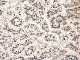 Monoclonal Mouse anti-Human NTF3 / Neurotrophin 3 Antibody (clone OTI5A2, IHC, IF, WB)