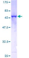 Human PARVG Protein (Recombinant GST)