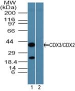 IHC-plus™ Polyclonal Rabbit anti-Human CDX2 Antibody (aa1-60, IHC, WB)