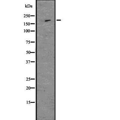 NES / Nestin Antibody