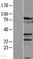 MYBL2 Protein (Over-Expression Lysate Myc-DDK (Flag))