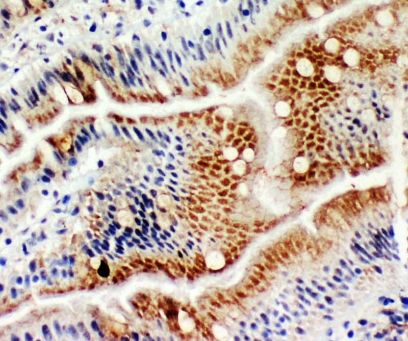 Polyclonal Rabbit anti-Human MCM6 Antibody (aa589-605, IHC, WB)
