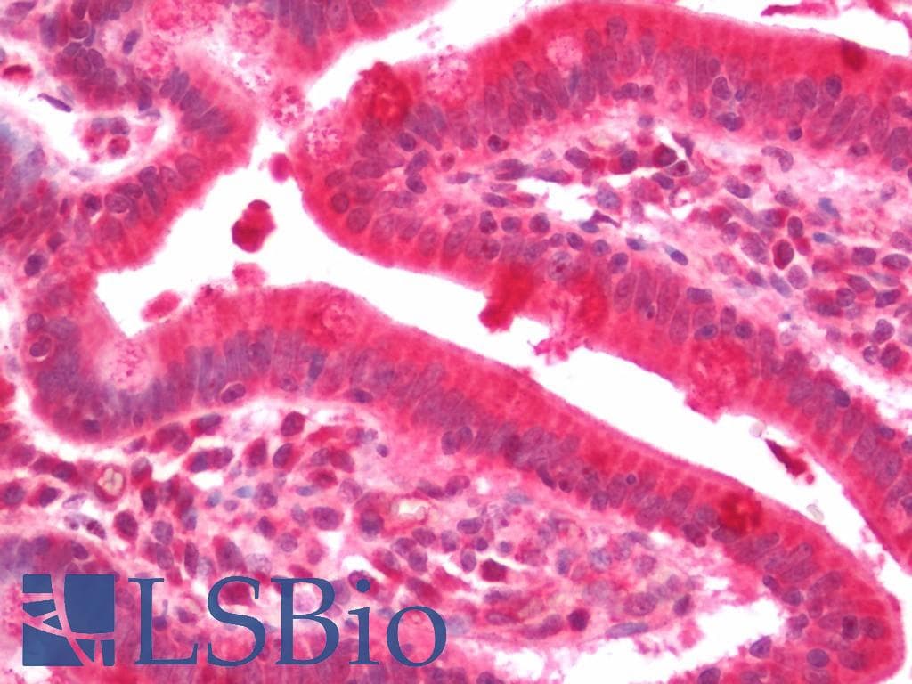 IHC-plus™ CDK2AP1 / DOC1 Antibody