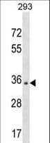 Polyclonal Rabbit anti-Human NBP / NUBP1 Antibody (aa185-212, WB)