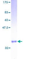 Human RPS27 / Ribosomal Protein S27 (Recombinant GST)