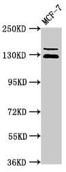 ZNF335 / NIF1 Antibody