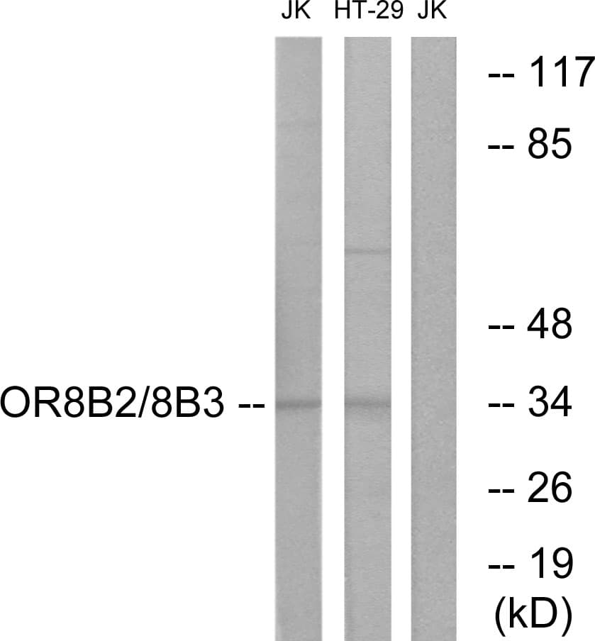 OR8B2+3 Antibody (Internal)