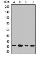 NRBF2 Antibody