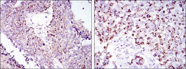 Monoclonal Mouse anti-Human HSPD1 / HSP60 Antibody (clone 3G8, IHC, IF, WB)