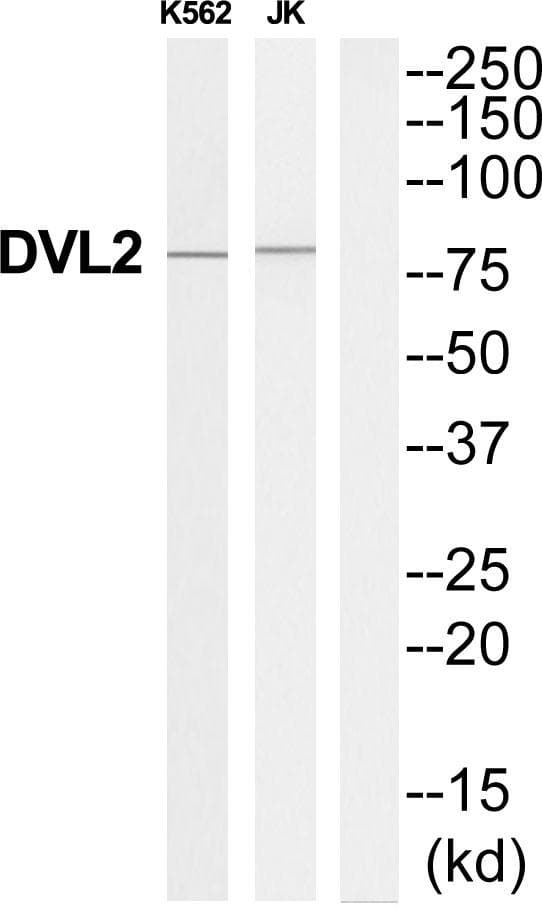 DVL2 / Dishevelled 2 Antibody