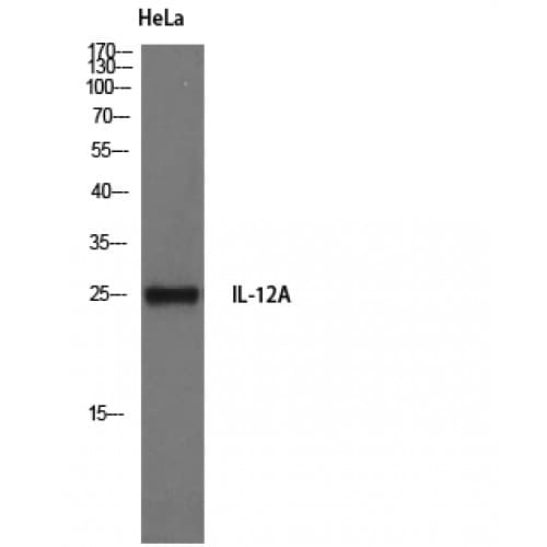 IL12A / p35 Antibody (Internal)