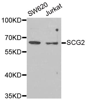 SCG2 / Secretogranin II Antibody