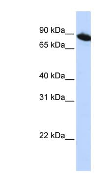 Polyclonal Rabbit anti-Human ZNF780A Antibody (aa72-121, WB)