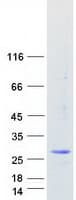 Human MED20 Protein (Recombinant Myc-DDK (Flag))