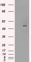 SLC2A5 / GLUT5 Antibody (clone OTI11D11, Carrier-free)