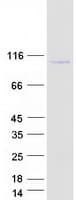 Human SH3RF3 Protein (Recombinant Myc-DDK (Flag))