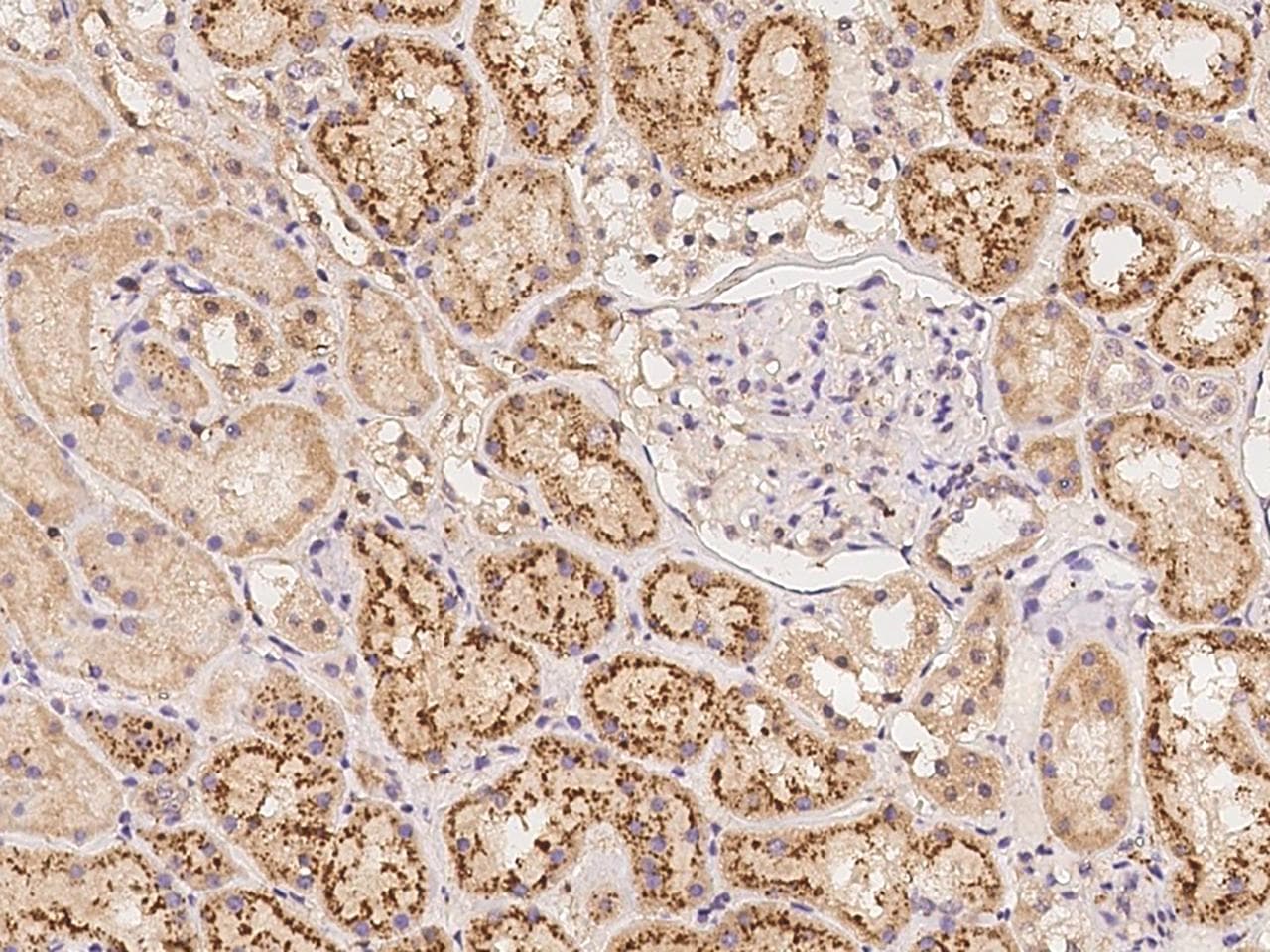 AOPEP / Aminopeptidase O Antibody