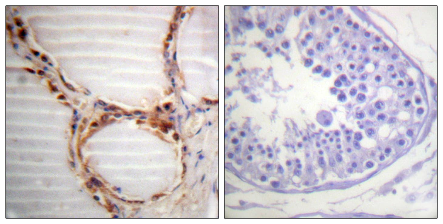 MCM4 Antibody (aa20-69)