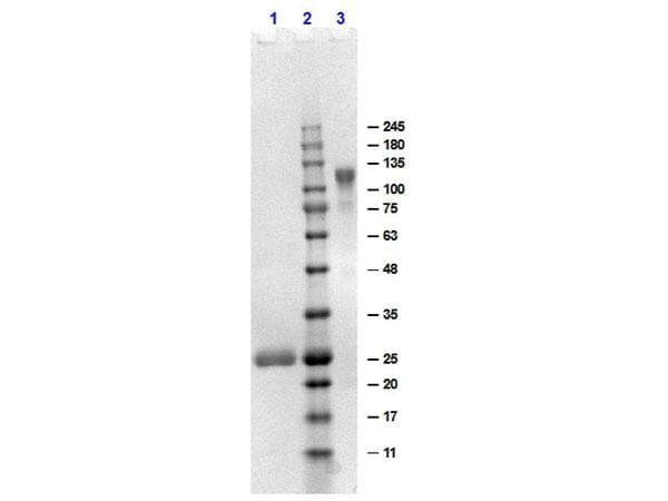 Goat Anti-Human IgG Fab'2 Secondary Antibody (Fab'2)