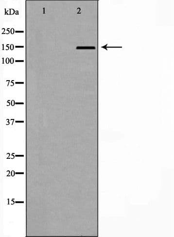 Neurofascin / NF Antibody