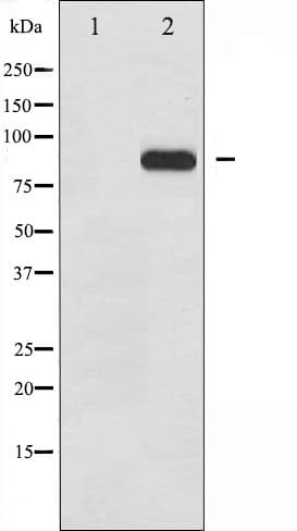 Polyclonal Rabbit anti-Human HSF1 Antibody (phospho-Ser303, IHC, IF, WB)