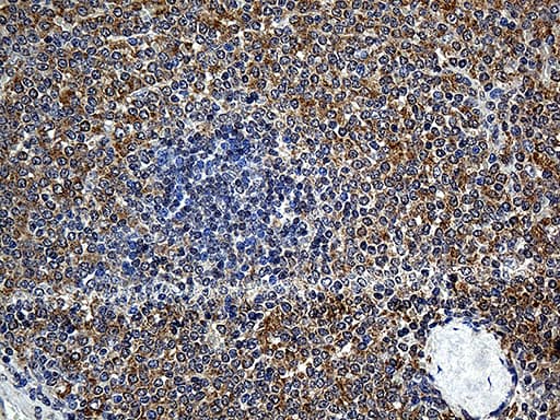 Monoclonal Mouse anti-Human UBA3 / UBE1C Antibody (clone OTI7H6, aa1-463, IHC, WB)