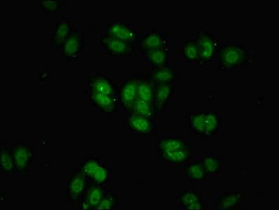 BRD9 Antibody (aa338-597)