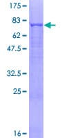 Human EIF2S3 / EIF2G Protein (Recombinant GST)