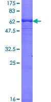 Human HAPLN3 Protein (Recombinant GST)