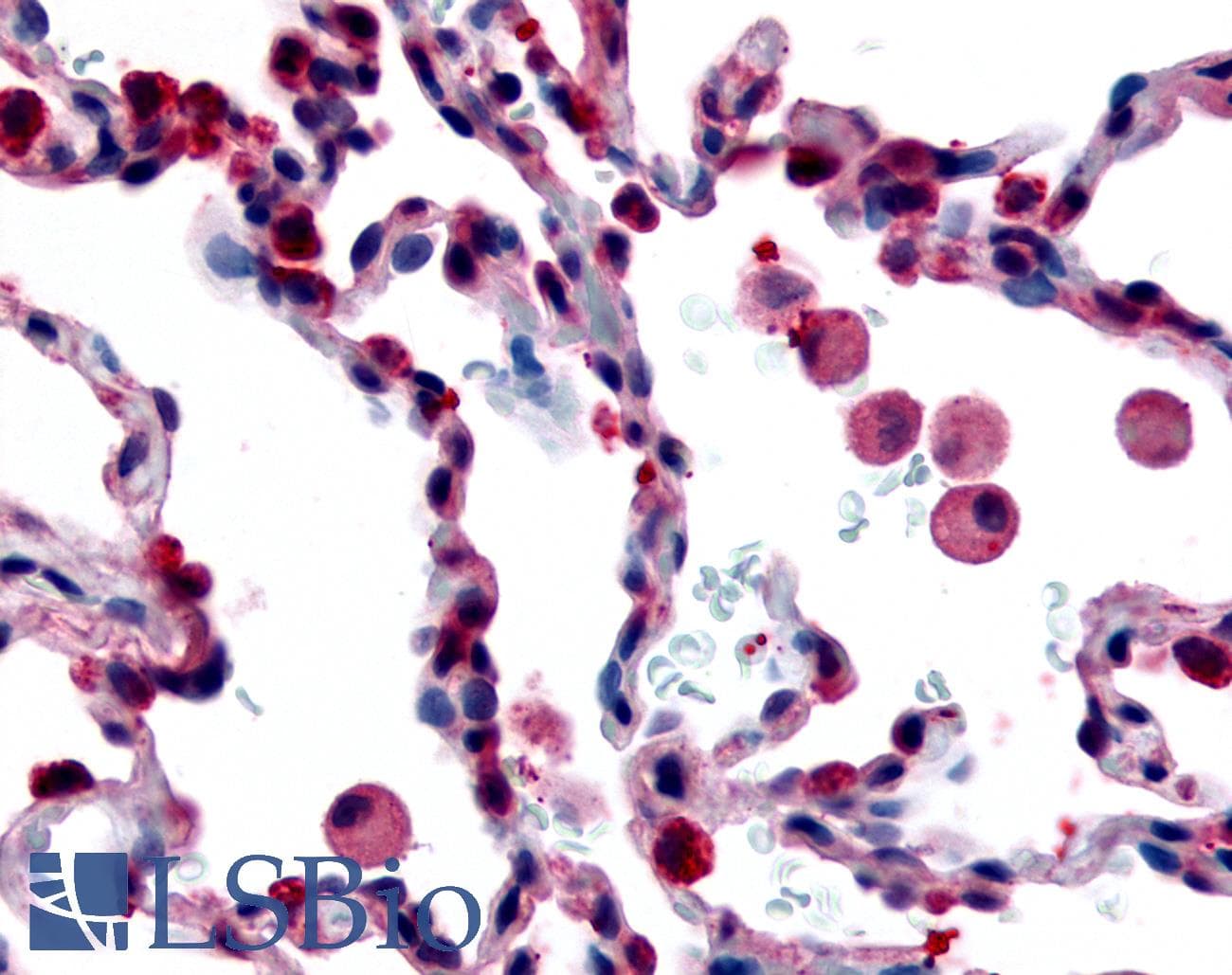 PathPlus™ FFAR2 / GPR43 Antibody (Extracellular Domain)