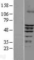 ERRFI1 / RALT Protein (Over-Expression Lysate Myc-DDK (Flag))