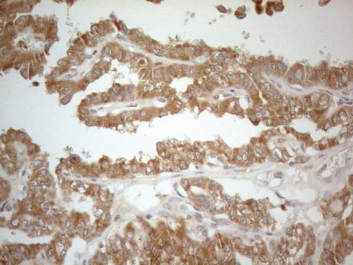 Monoclonal Mouse anti-Human CD40 Antibody (clone OTI5C9, Carrier-free, aa21-166, IHC, WB)